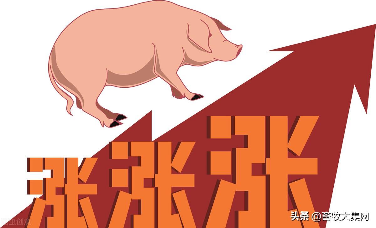 今日猪价行情，一场变化中的学习成长之旅
